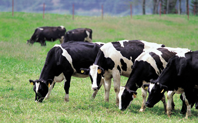 Vaches normandes